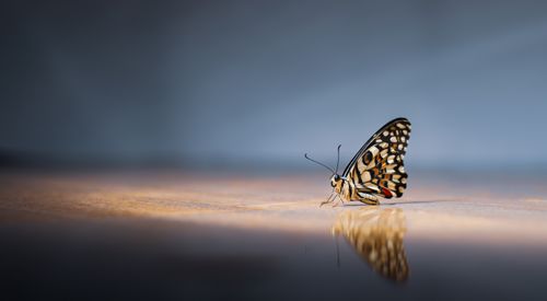 Free A detailed close-up of a butterfly resting on a reflective surface, highlighting its vibrant patterns. Stock Photo