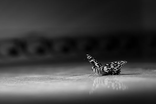 Artistic black and white photo of butterfly resting on a reflective surface, showcasing detailed patterns.