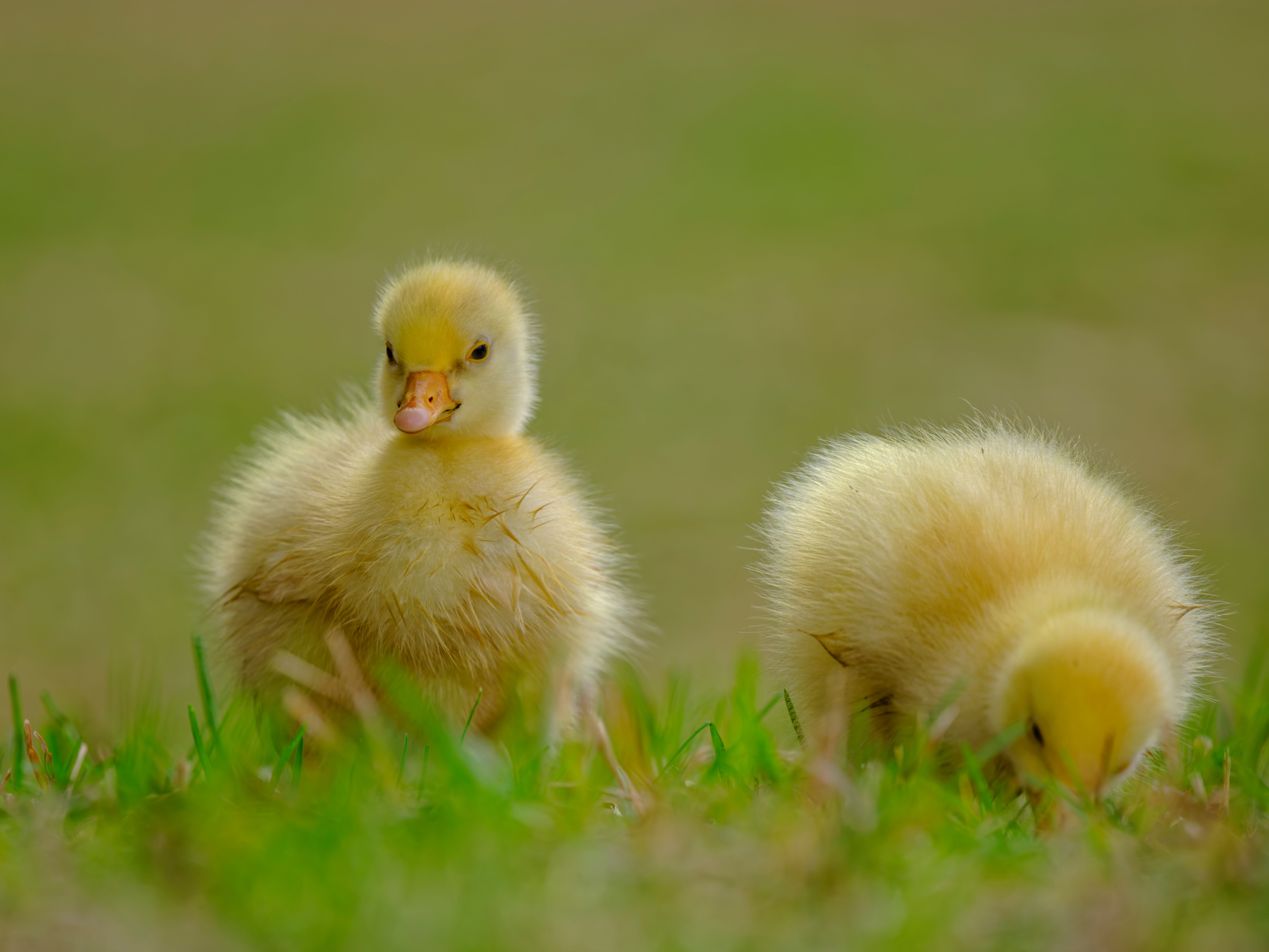 Adorable Ducklings in Spring Grass · Free Stock Photo