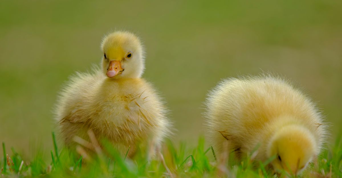 Spring Portrait Ducklings Adorable Ducklings in Spring Grass · Free Stock Photo