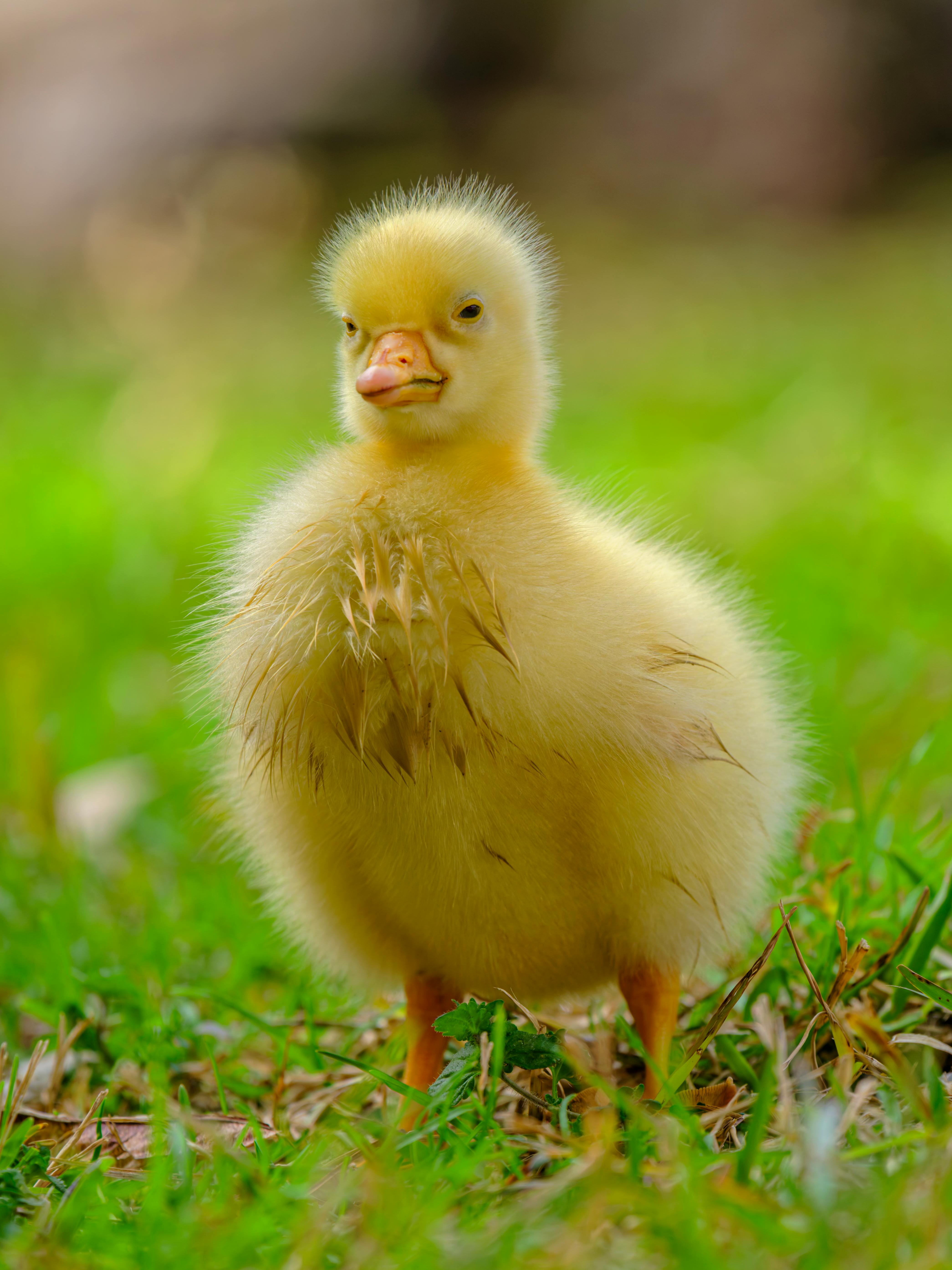 Capture of a fluffy yellow duckling standing in vivid green grass.