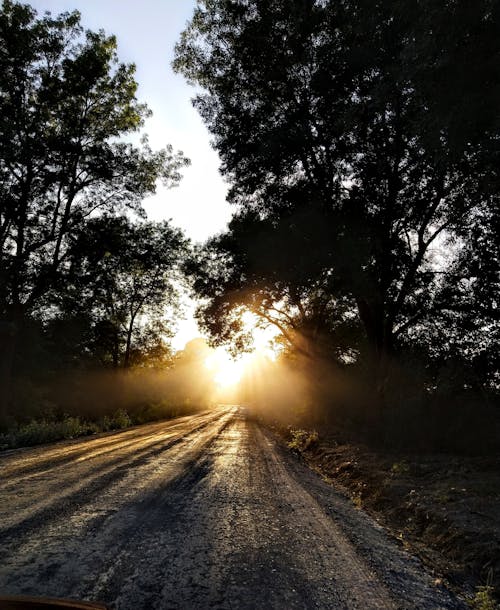 Darmowe zdjęcie z galerii z droga, las, natura