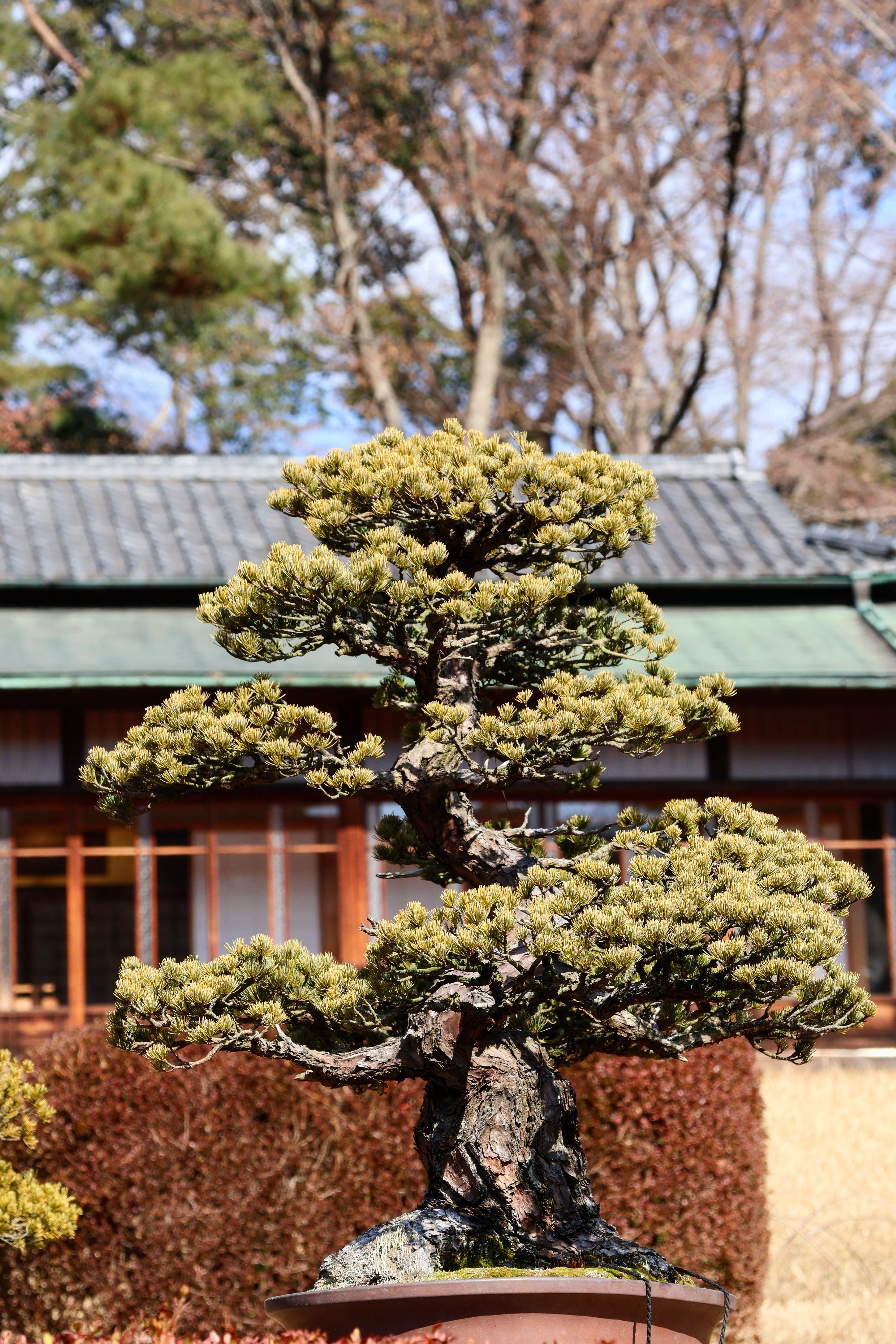 blauglockenbaum bonsai First Bonsai Set – Phoenix Tree (Blauglockenbaum) – Abeona main image 1
