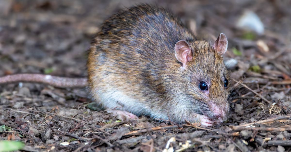 Autoridades de Estados Unidos descartan que el hantavirus siga la misma dinámica que la Covid-19 Autoridades de Estados Unidos descartan que el hantavirus siga la misma dinámica que la Covid-19