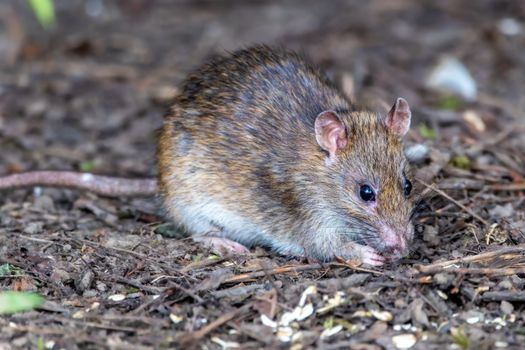brown rat