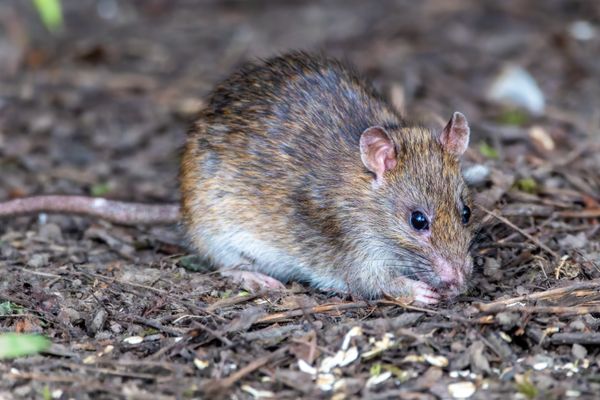 Rato