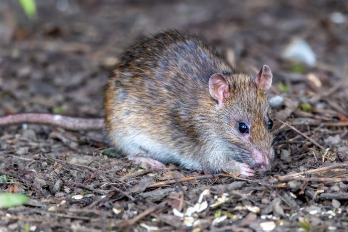 Wild rat foraging outdoors