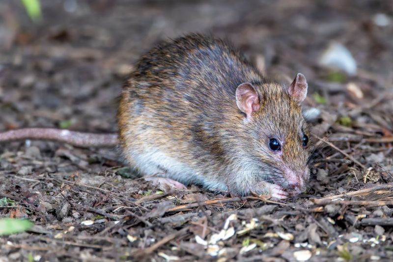 Rat that chews through wiring