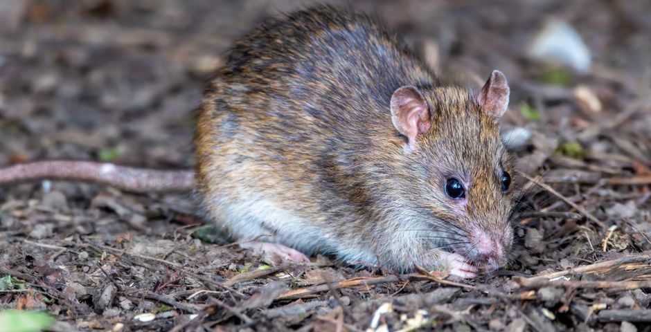 Close-up of a brown rat foraging — rat activity drops within one to two weeks of treatment