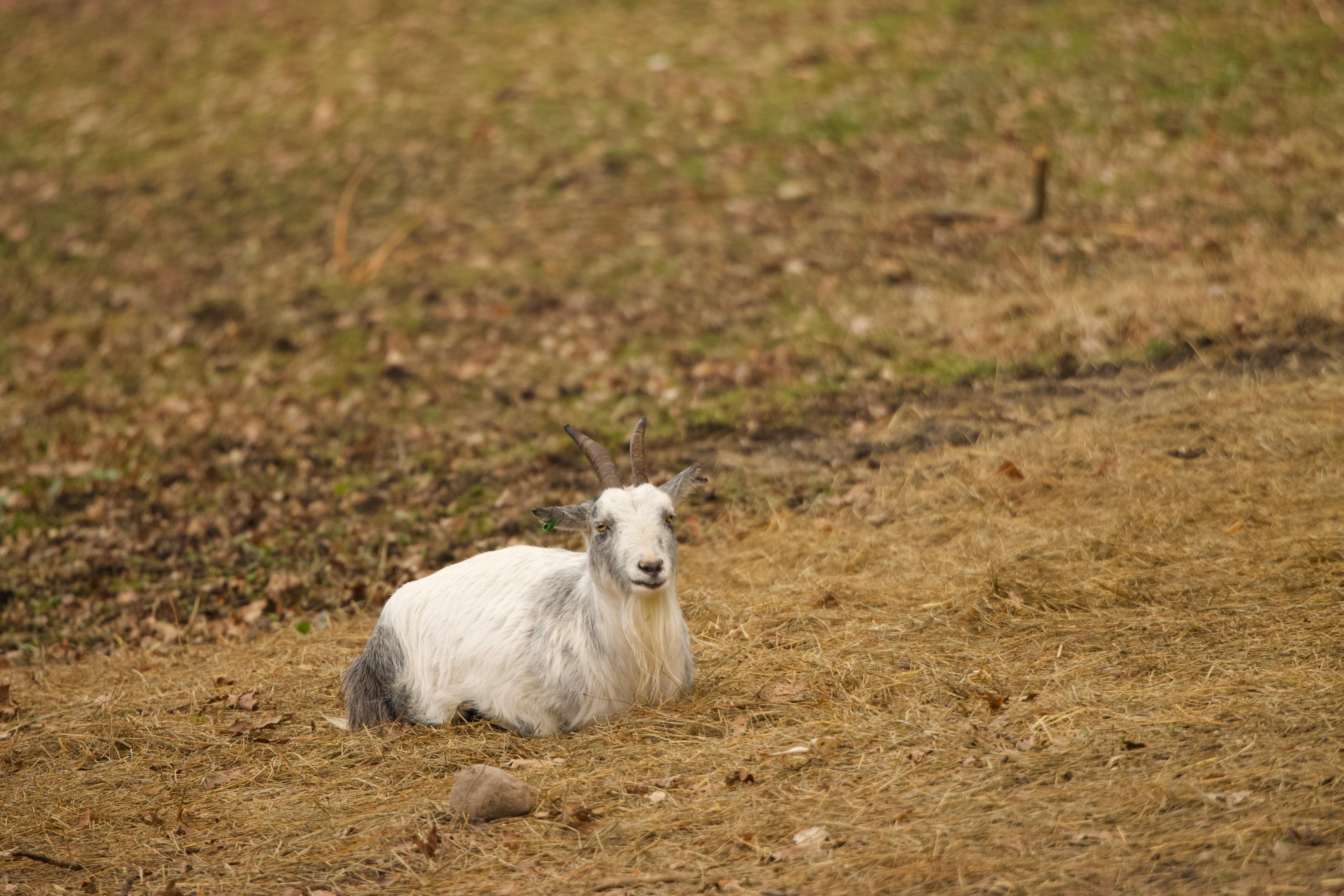 grátis Uma cabra branca serena descansando em um campo gramado durante o outono em Jönköping, Suécia. Foto profissional