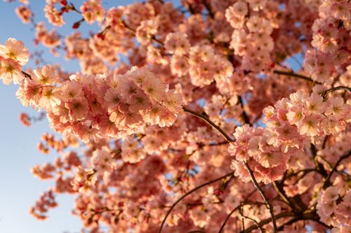Free Beautiful cherry blossom tree with pink flowers blooming in spring sunlight. Stock Photo