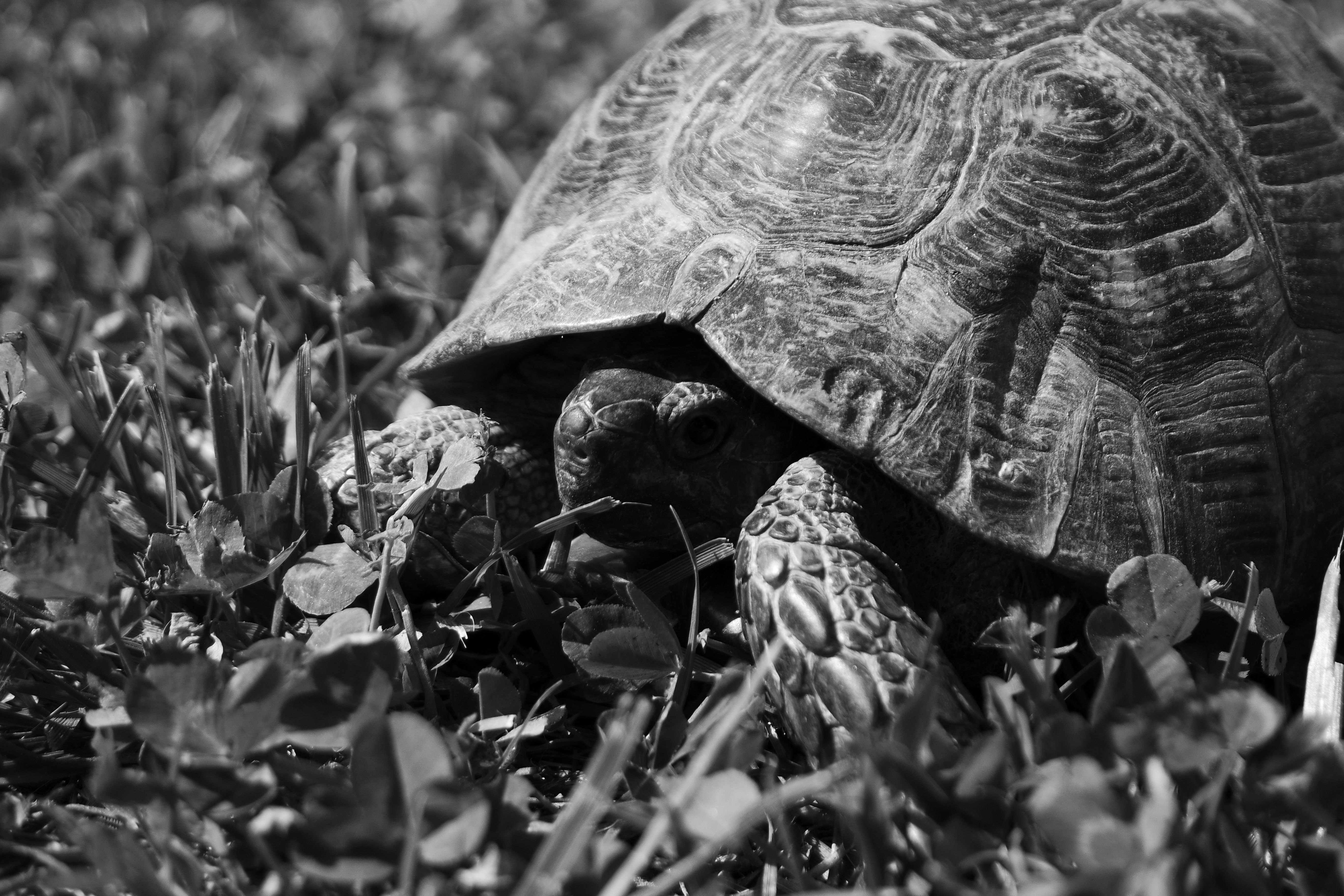Loggerhead Turtle in natural ocean habitat
