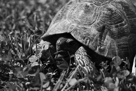  Substack Bikin Fitur Mirip TikTok - substack 1