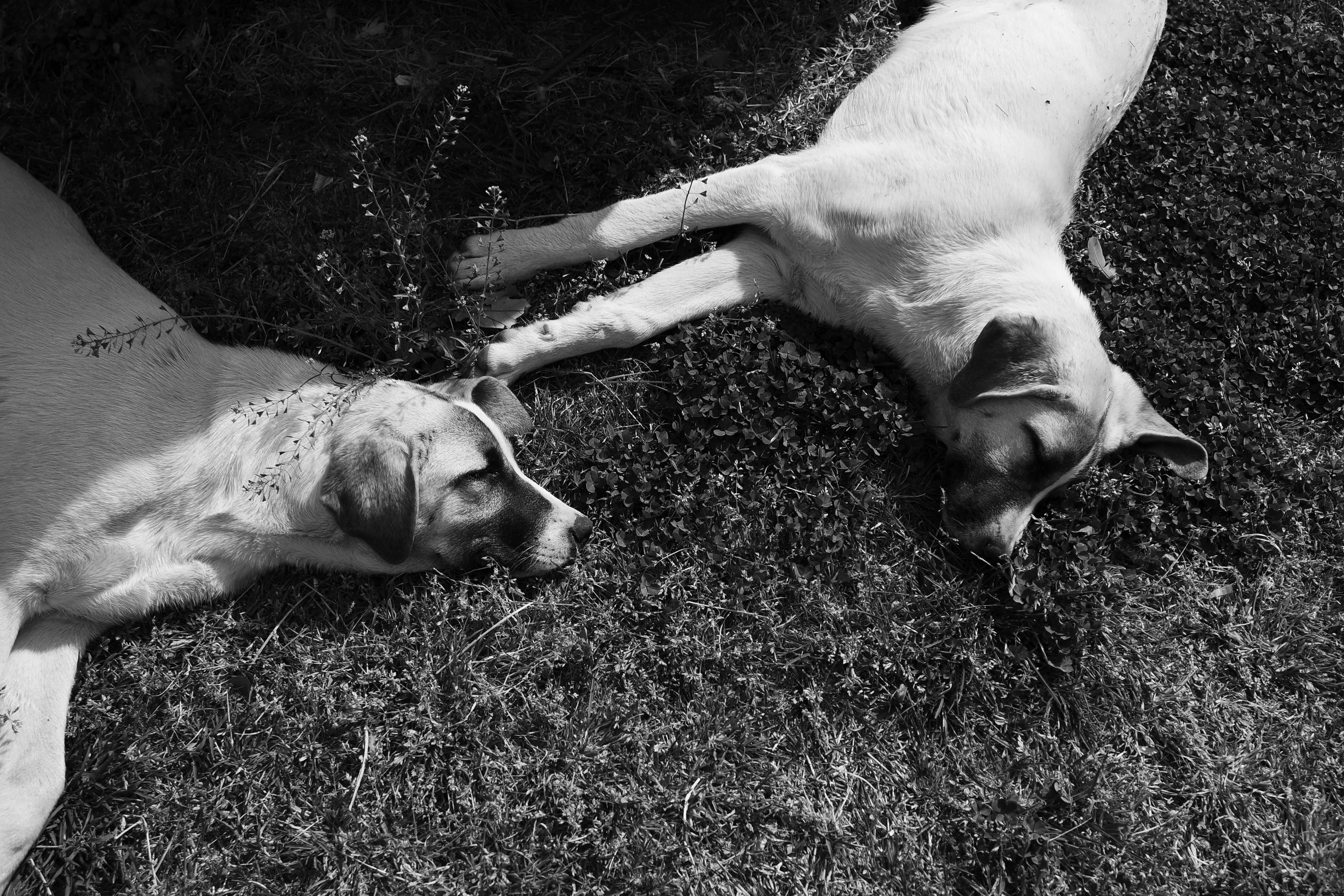 Black and White Image of Two Resting Dogs · Free Stock Photo