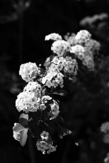 Elegant black and white photo of springtime flower blossoms. Timeless and serene.