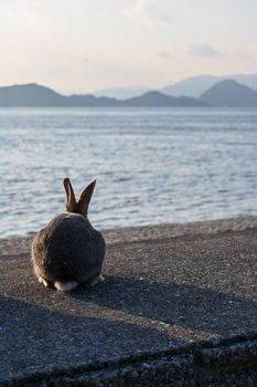 A rabbit sits on a wall overlooking the Seto Inland Sea in Takehara, Hiroshima at sunset.