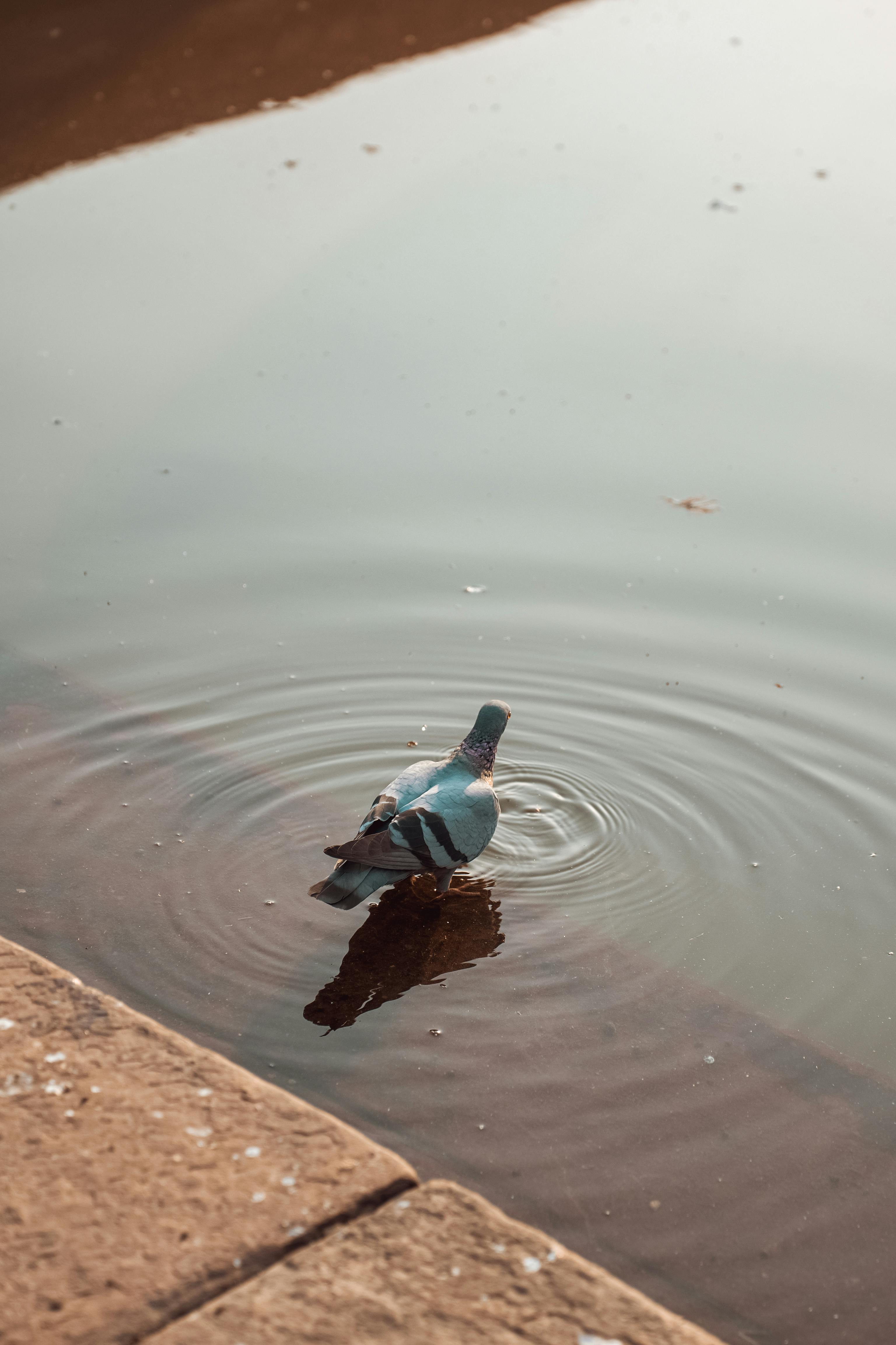 Free A serene scene of a pigeon standing in reflective waters at Fatehpur Sikri, India. Stock Photo