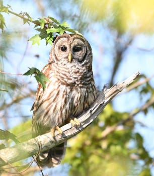 Close-up of a barred owl perched on a branch in Mount Dora, Florida, showcasing its natural environment.
