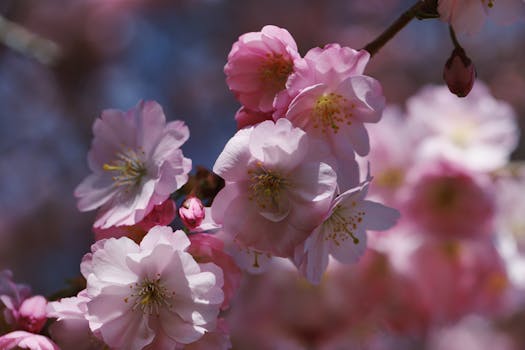Close-up of beautiful pink cherry blossoms in full bloom during spring.