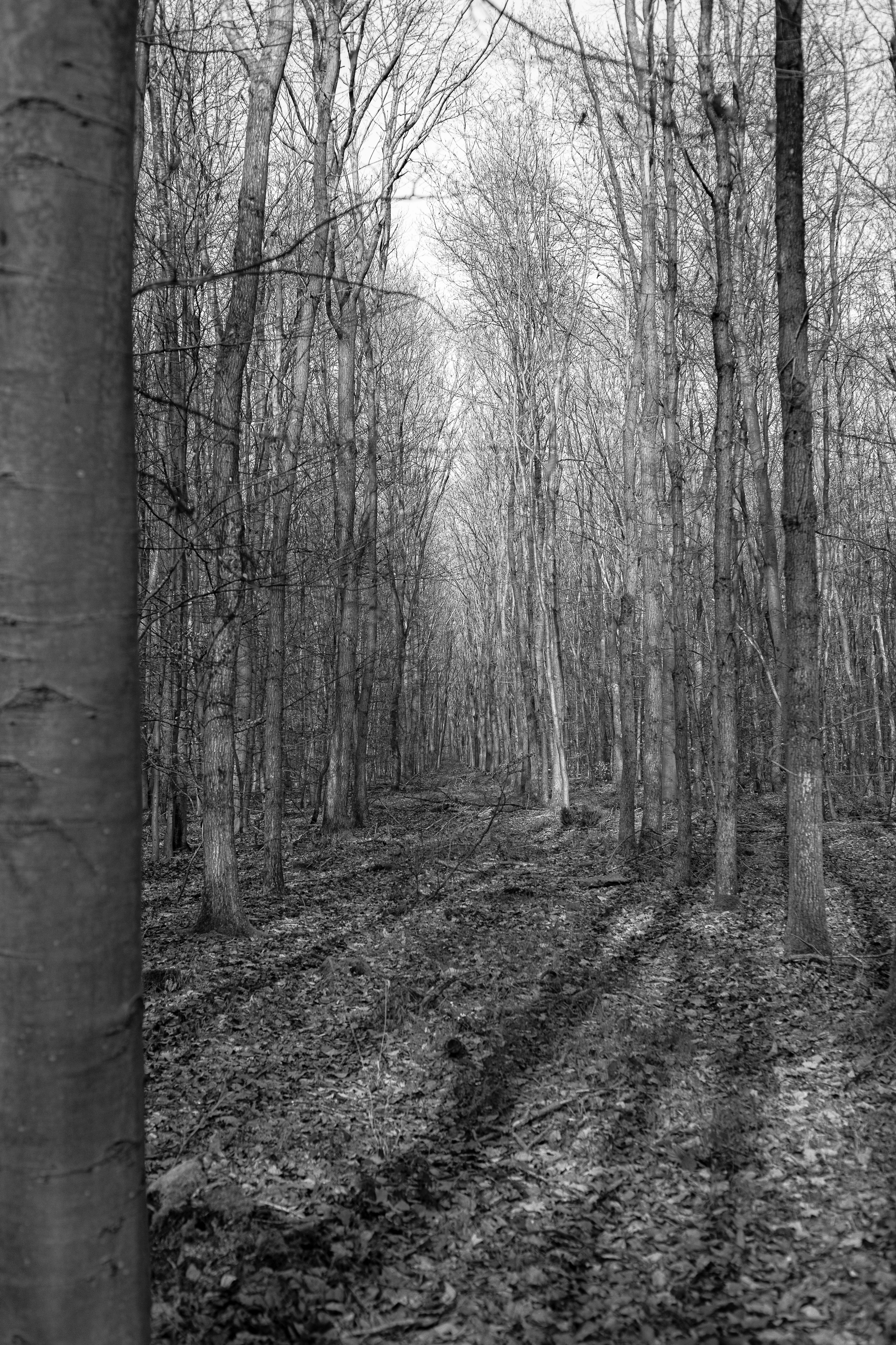 Serene Black and White Forest Pathway · Free Stock Photo