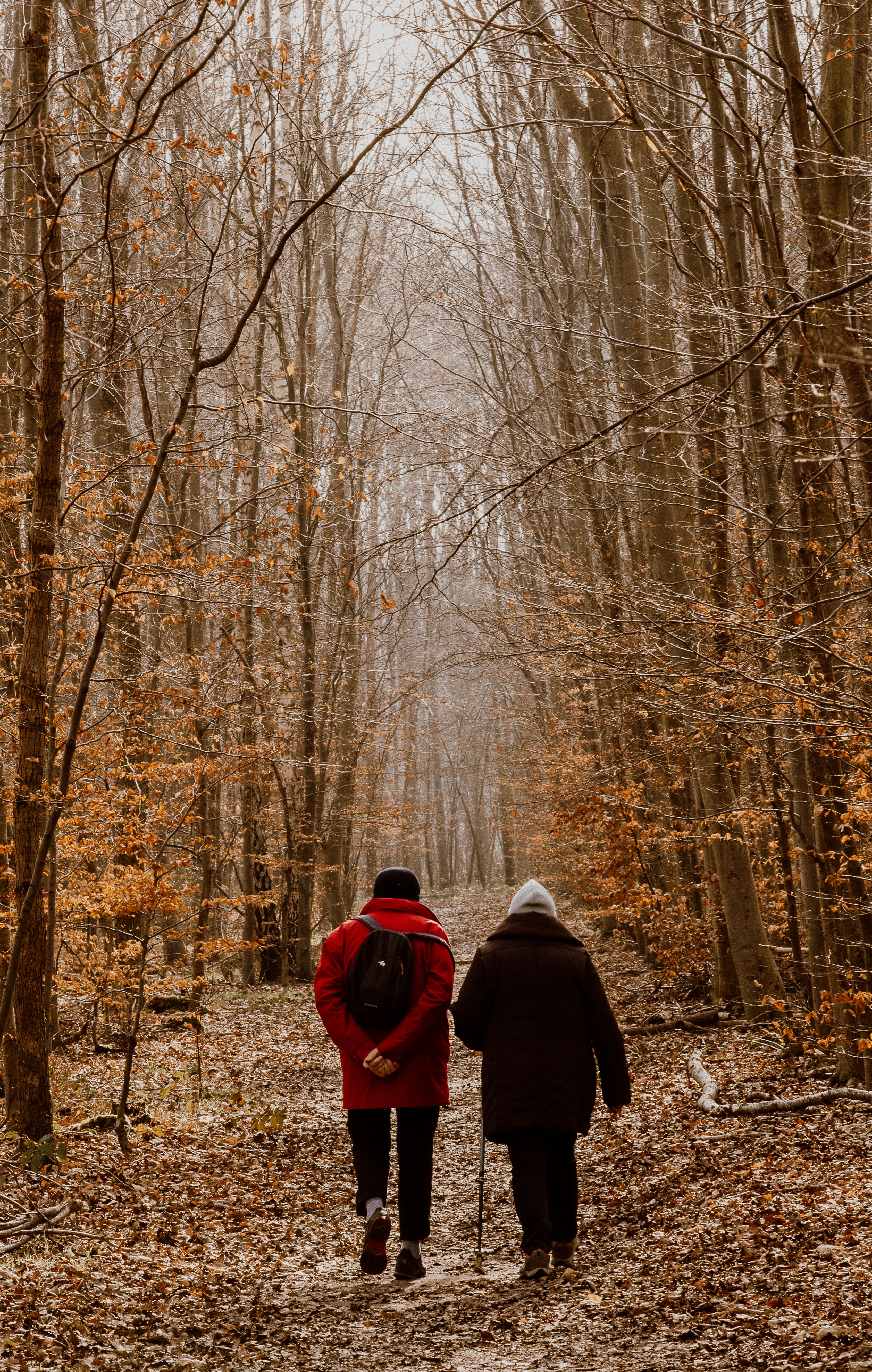 Autumn Stroll Through a Serene Forest Path · Free Stock Photo