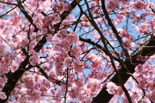 Free Close-up of blooming cherry blossoms on a sunny spring day in a park setting. Stock Photo