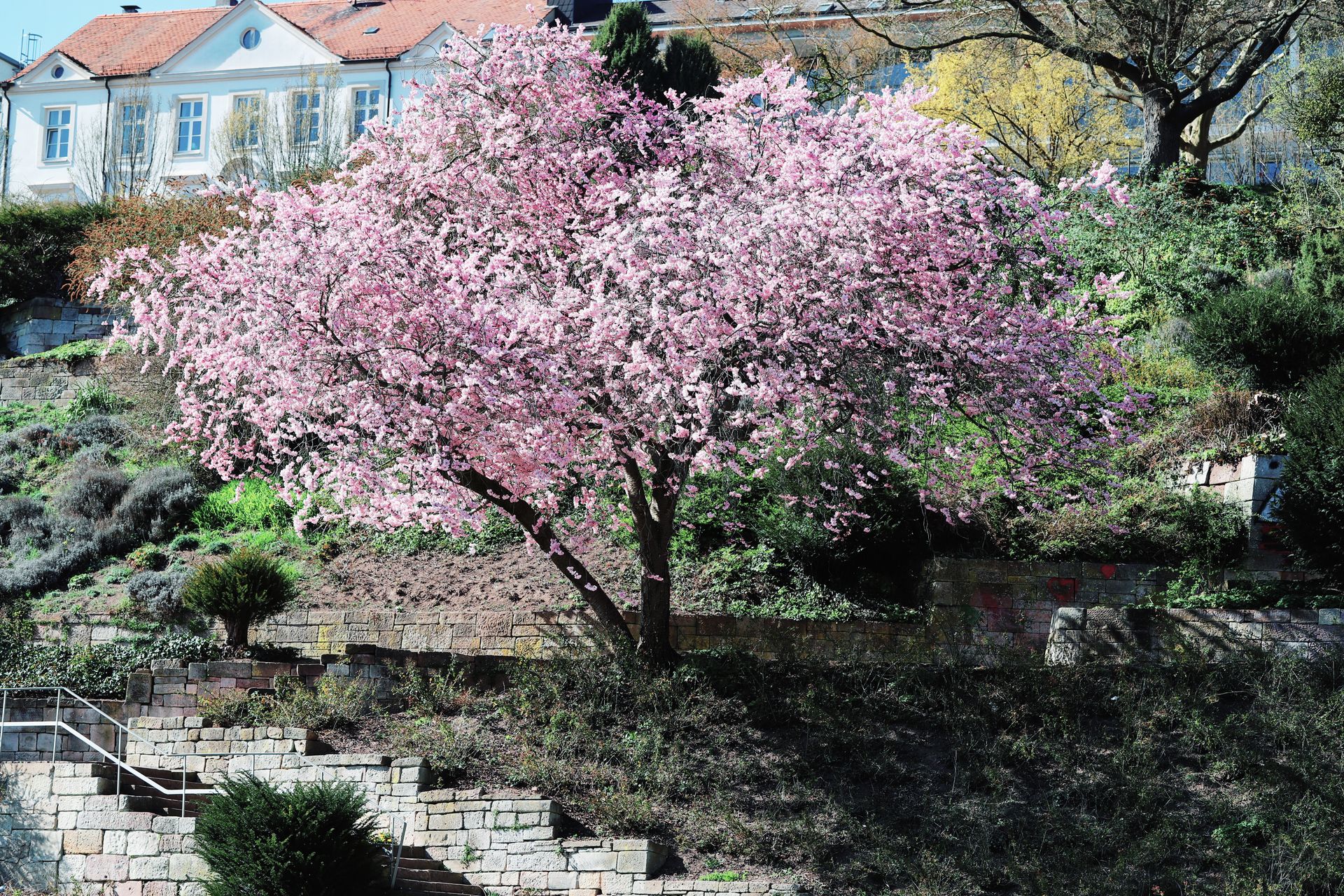 Beautiful cherry blossom tree in full bloom at a spring park in Kassel, Germany.