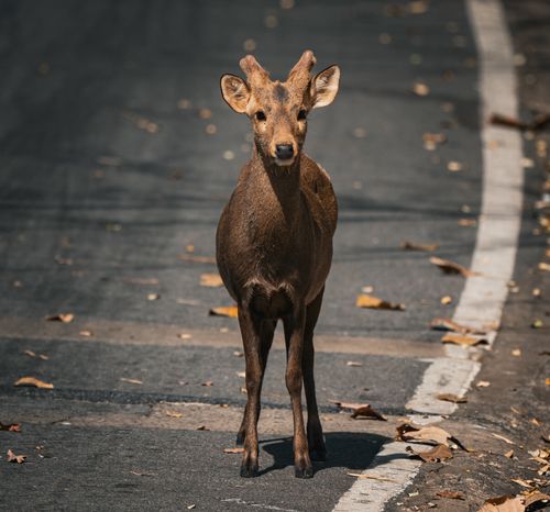 Free A young deer stands in the middle of a forest road in Thailand, surrounded by fallen leaves. Stock Photo