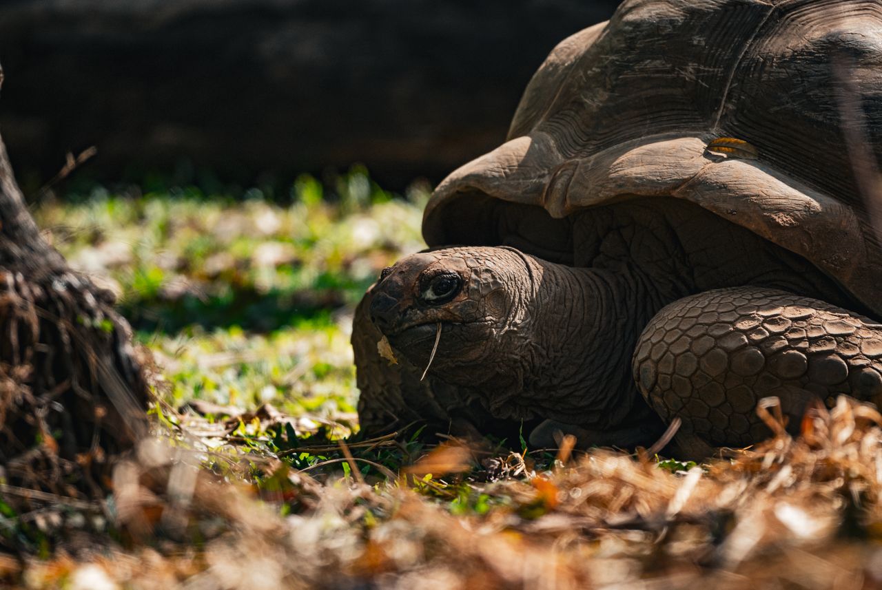 a close up shot of a tortoise in its natural habitat thailand captured