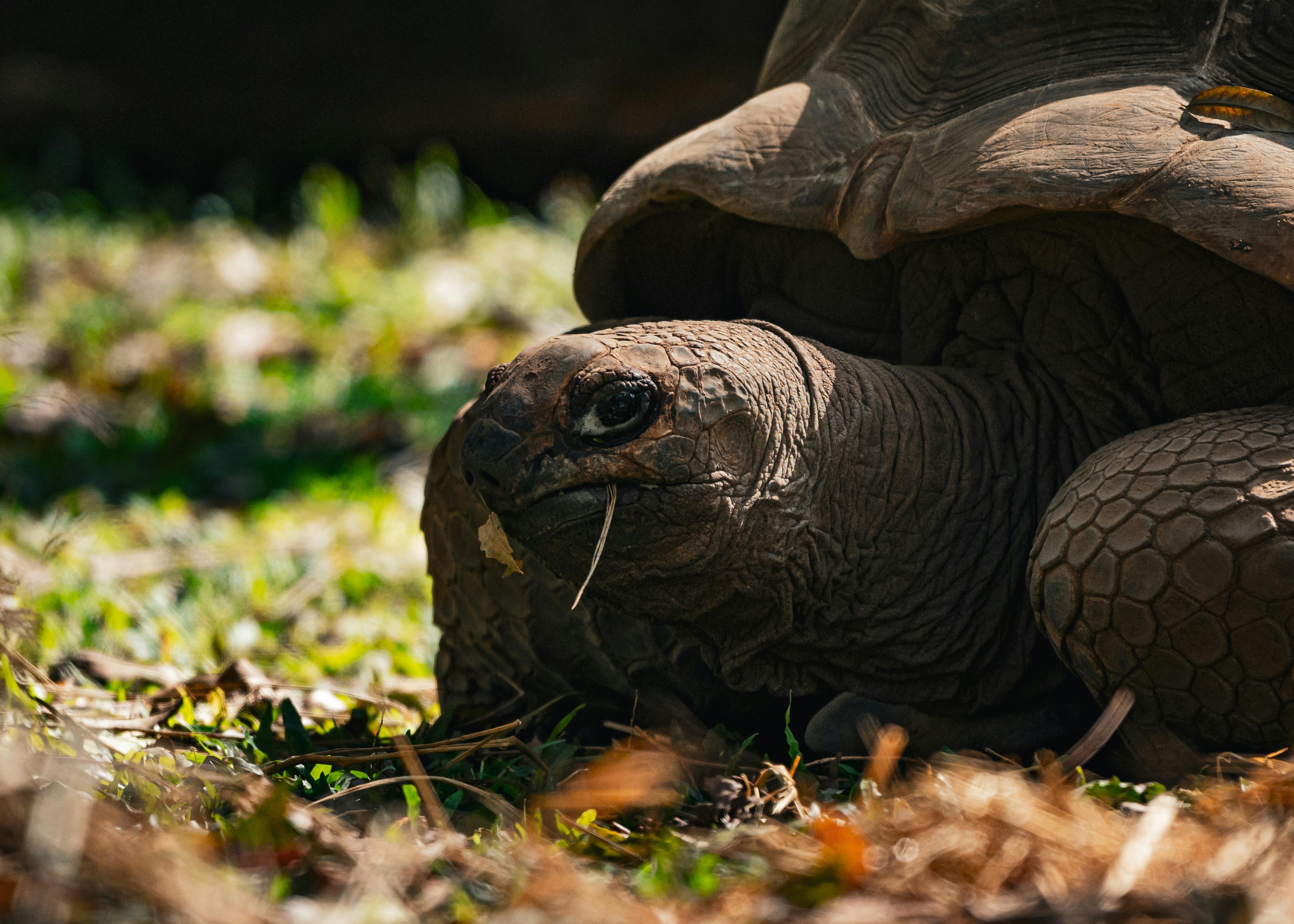 In Asia, geopolitics has moved onto the deal sheet — Photo by Optical Chemist on Pexels