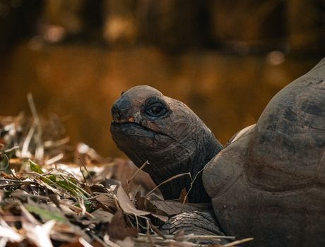 A tortoise resting among dry leaves in Thailand, showcasing its textured shell and earthy surroundings.