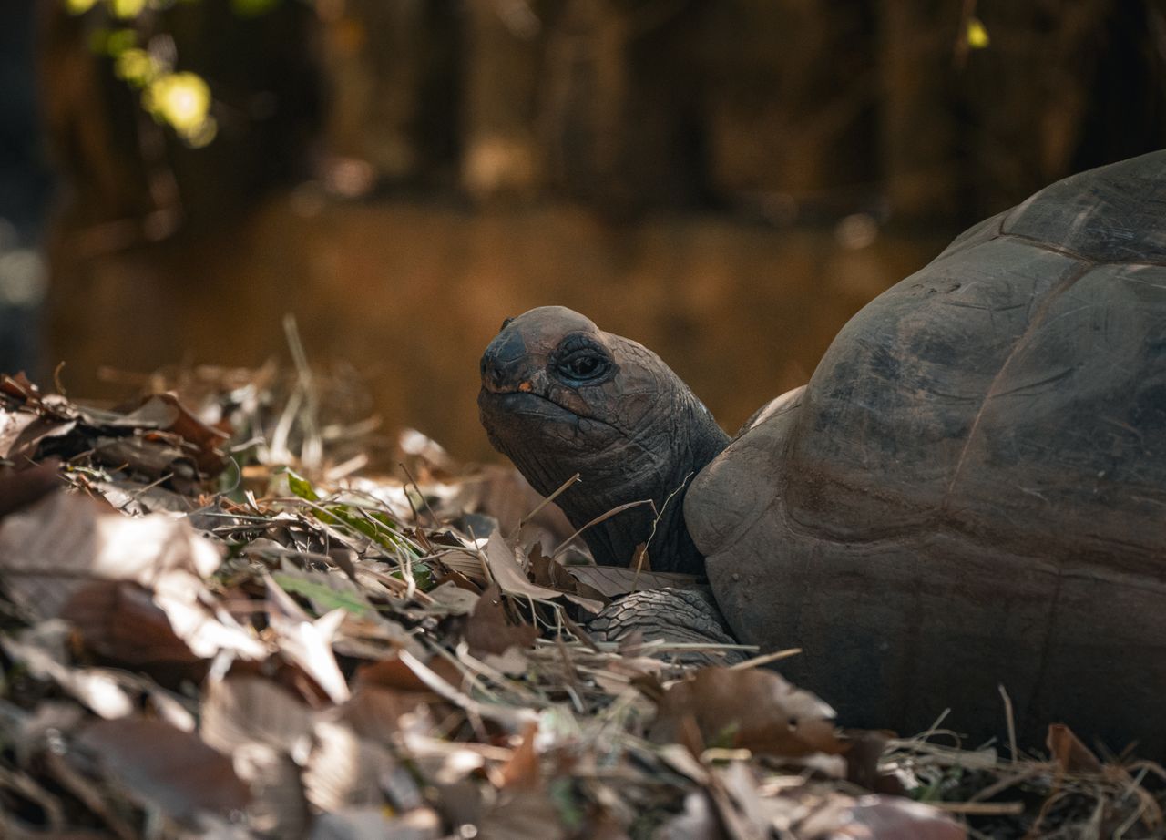 a tortoise resting among dry leaves in the wild captured in thailand