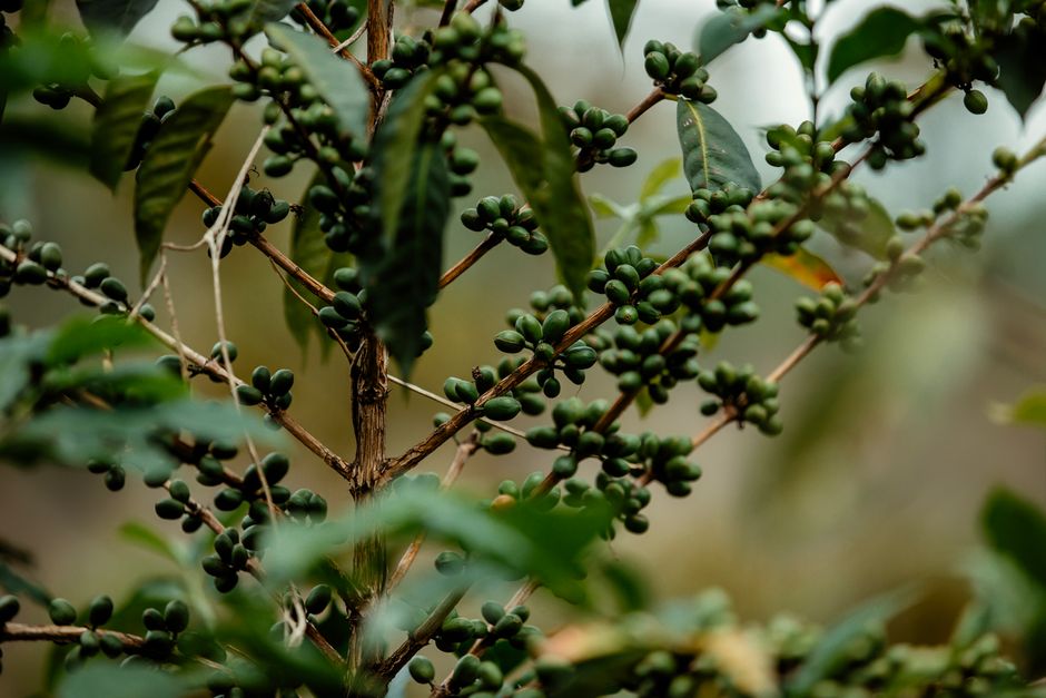 Asociación Café Andino del Cauca, imagen 5