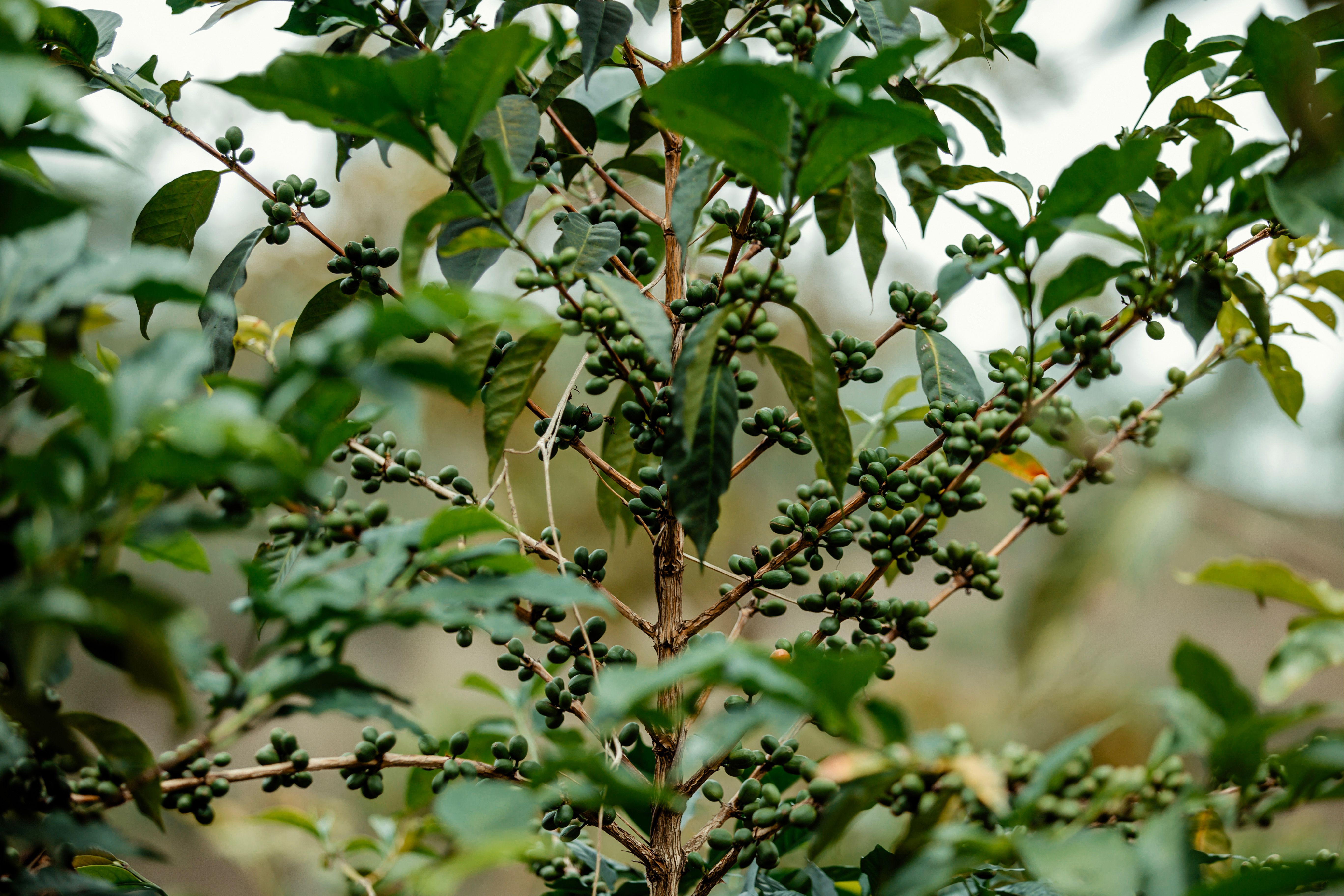 A close-up view of a coffee plant adorned with green, unripe coffee beans surrounded by lush leaves.