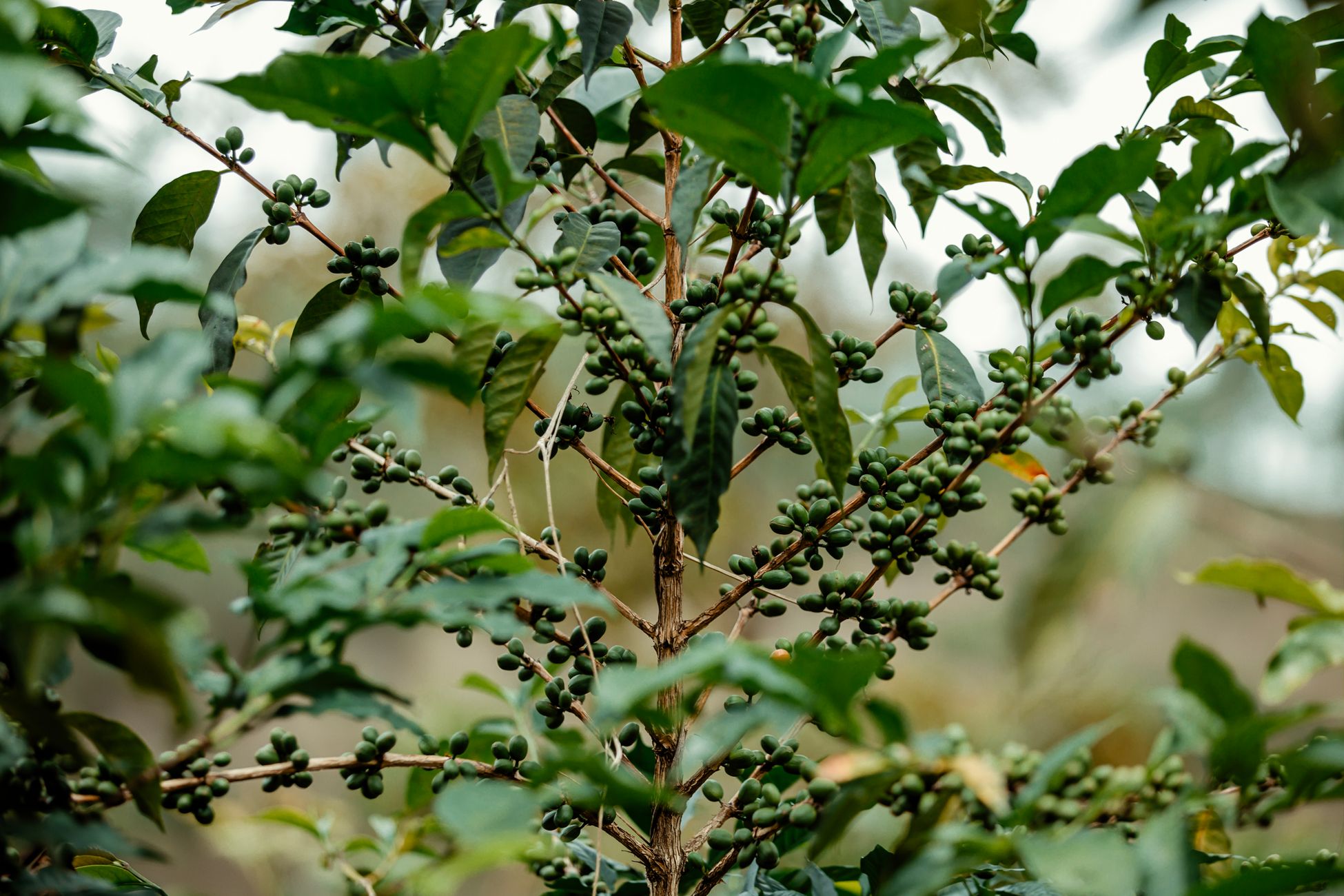 A close-up view of a coffee plant adorned with green, unripe coffee beans surrounded by lush leaves.