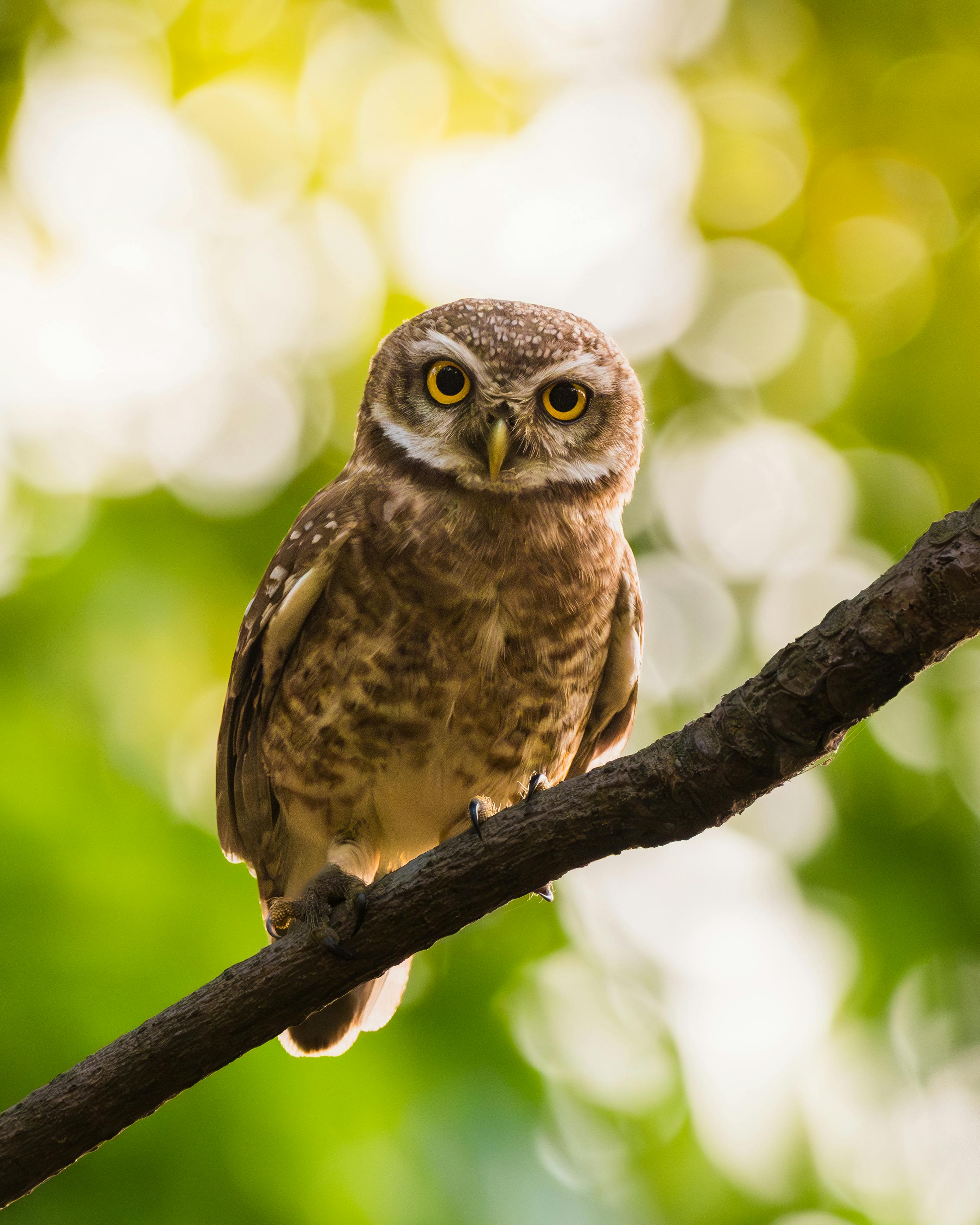Close-up of a Spotted Owlet perched on a branch with a blurred green background, Kolkata, India.