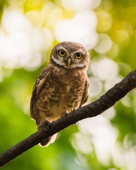 Close-up of a Spotted Owlet perched on a branch with a blurred green background, Kolkata, India.