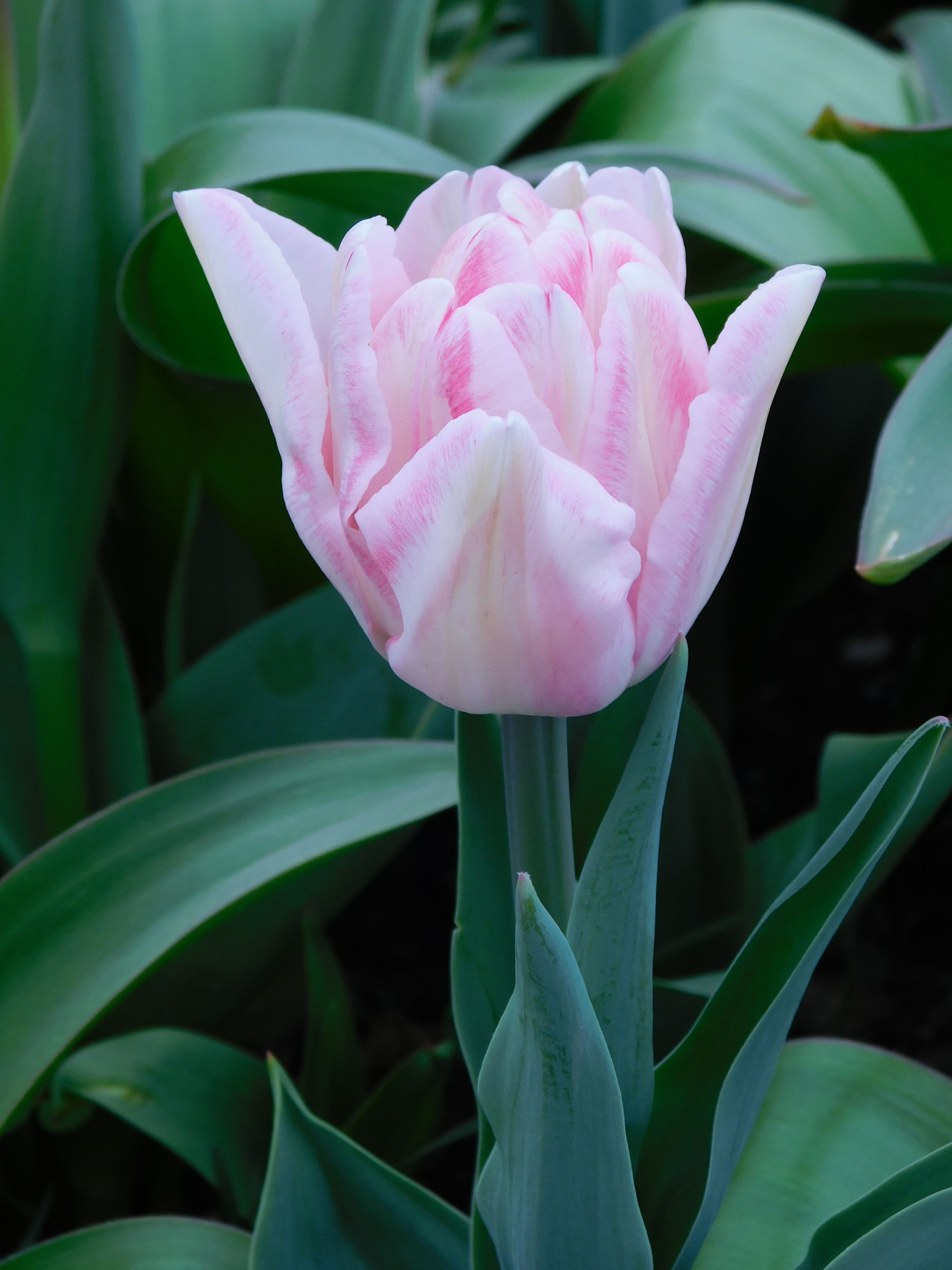 elegant-pink-tulip-in-bloom-close-up-free-stock-photo