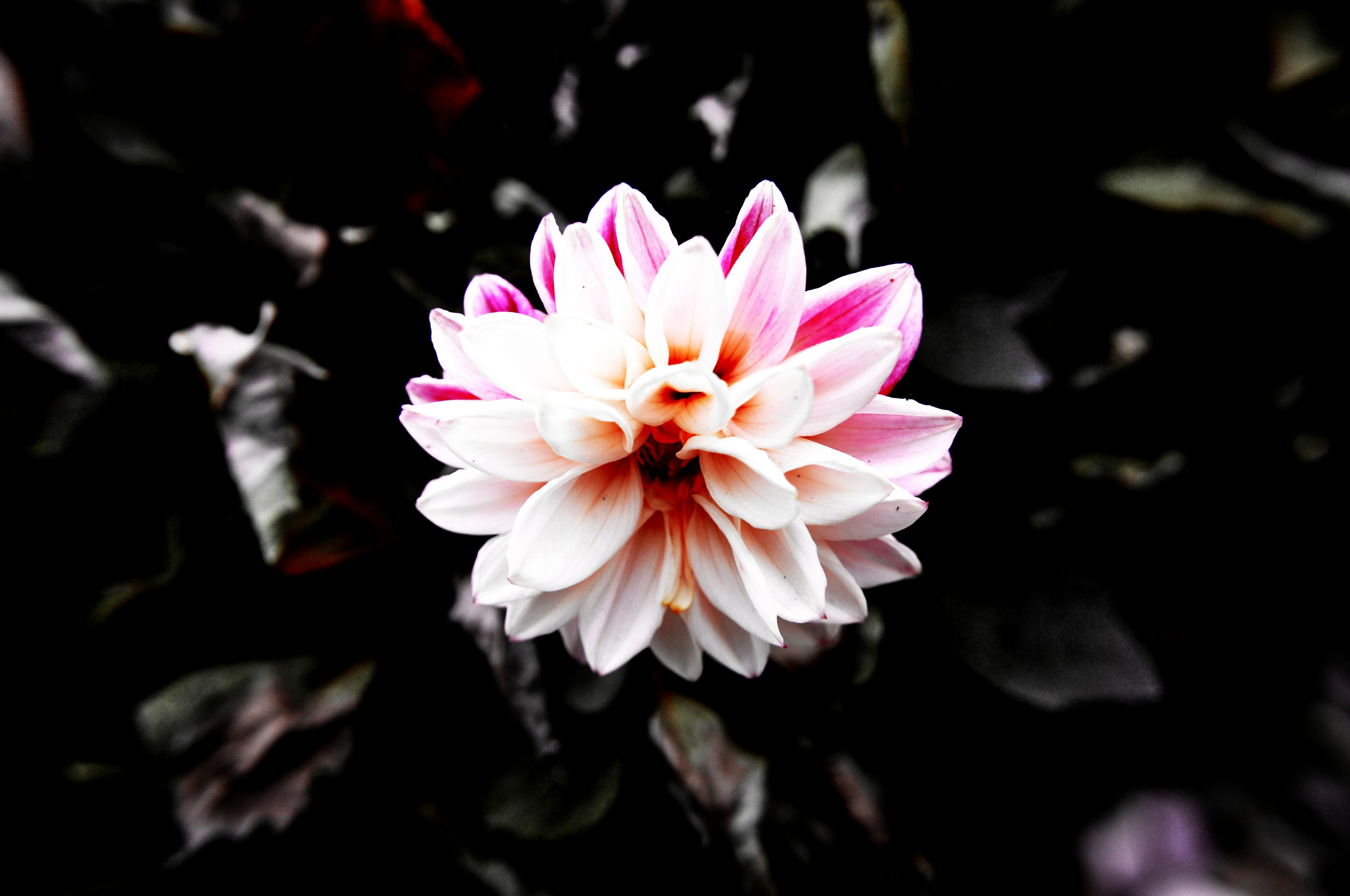 Free stock photo of dark flower 