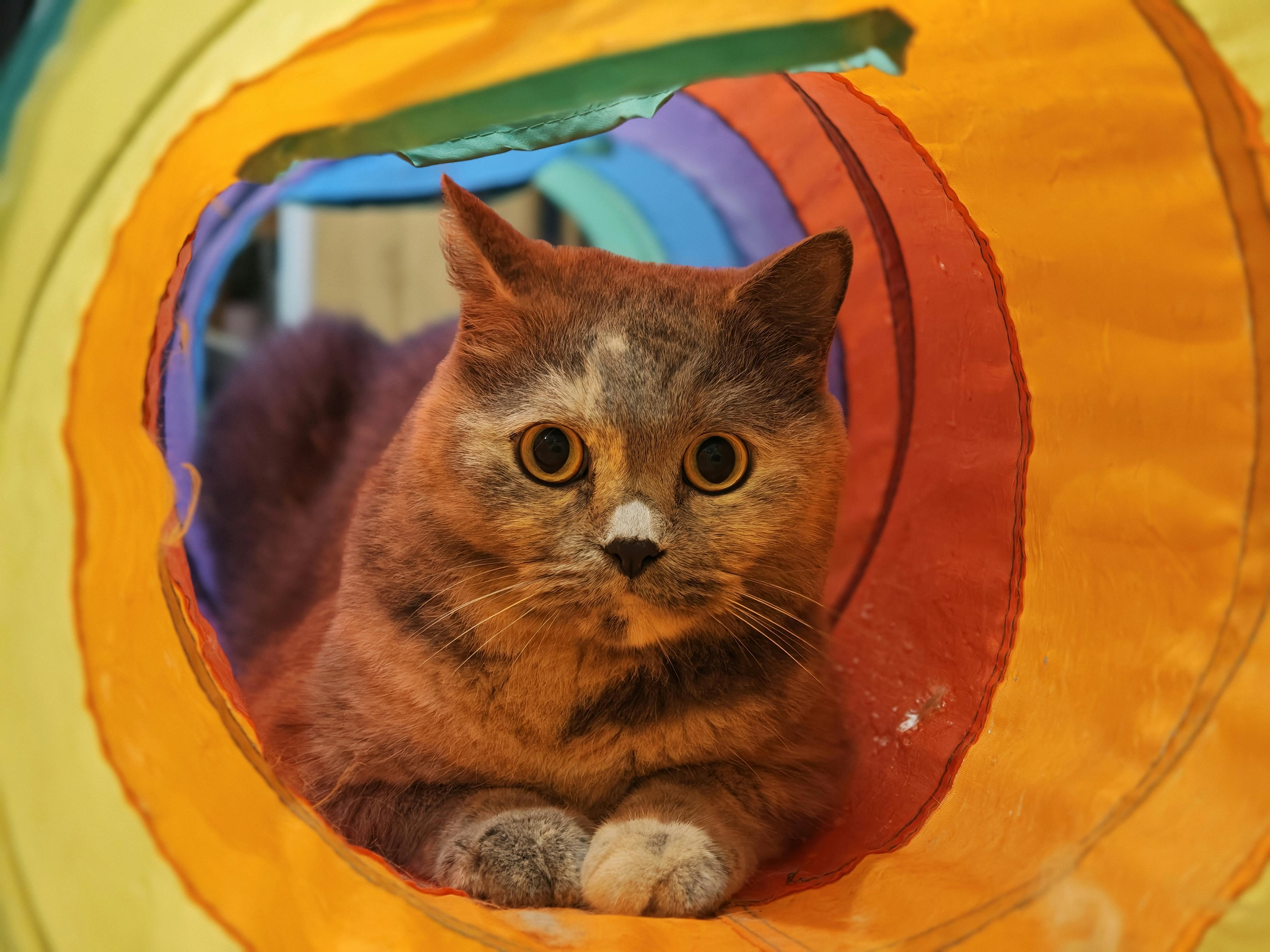 cat tunnel play tube crinkle collapsible