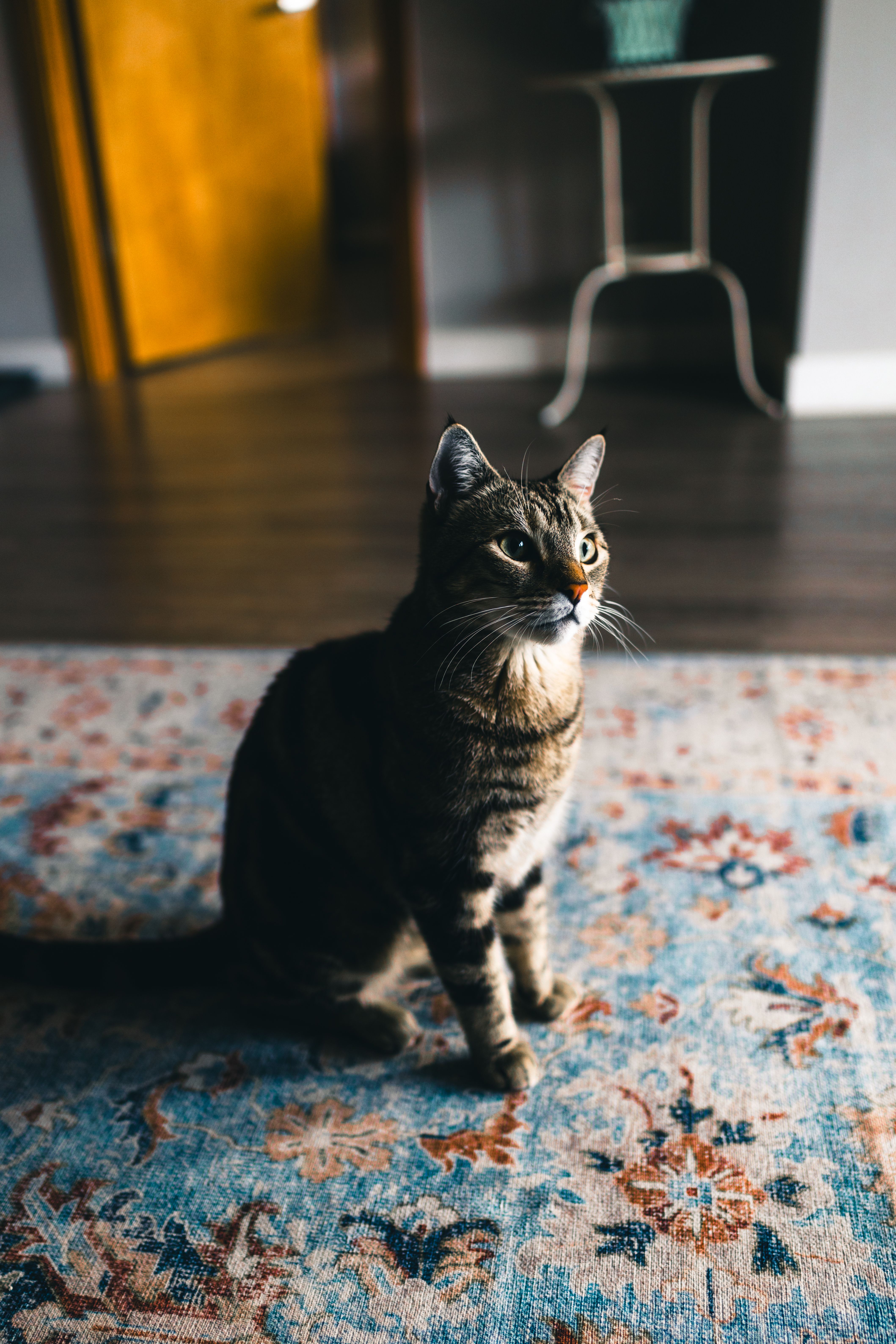 Indoor Domestic Cat on Patterned Rug in Sunlit Room · Free Stock Photo