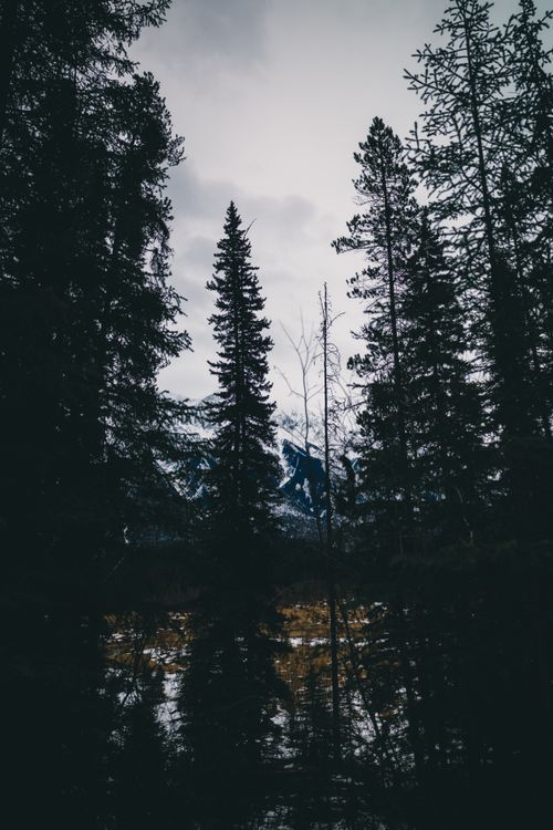 Free Capture the tranquility of a forested landscape in Kootenay National Park, British Columbia. Stock Photo