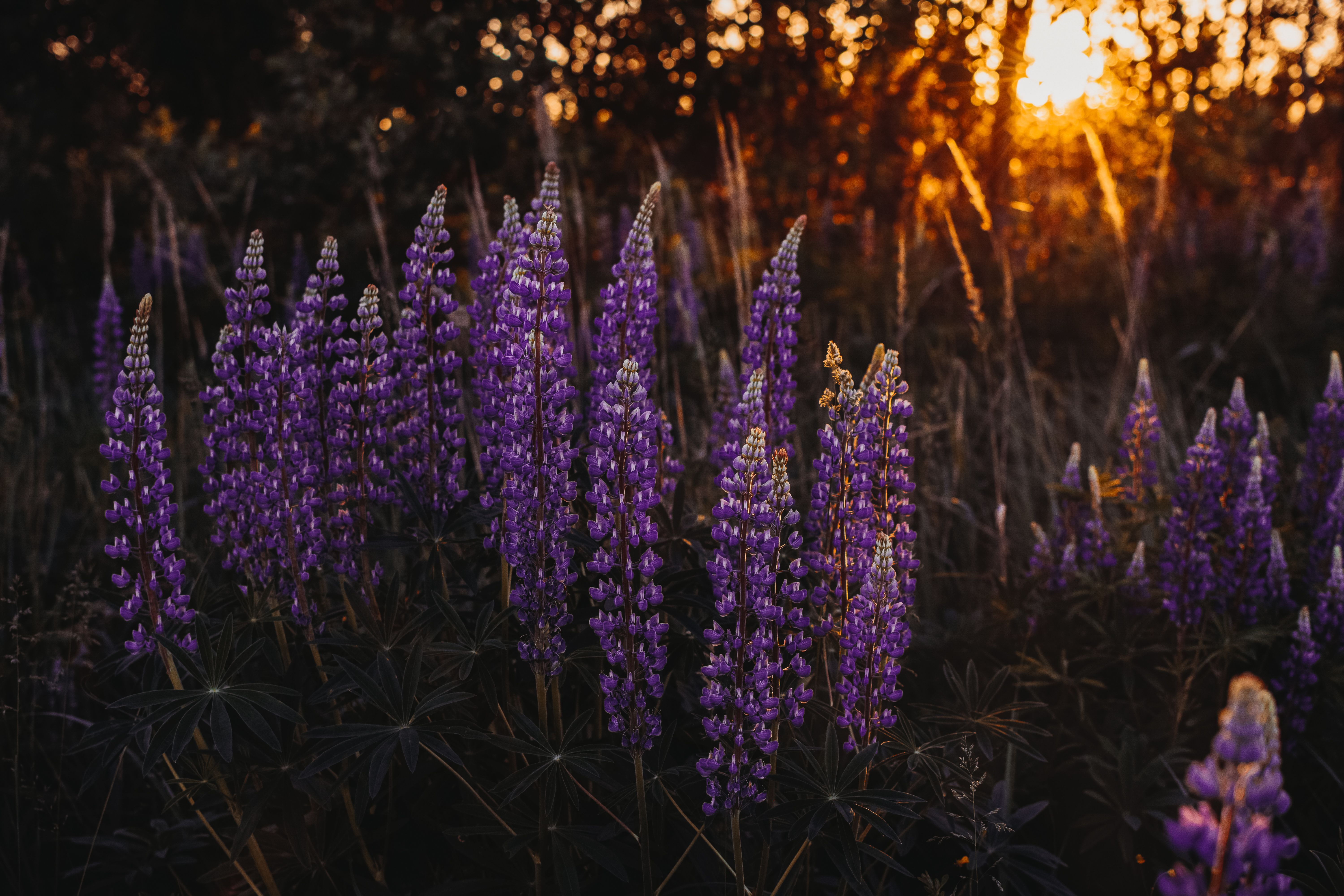Photo of Lupine Flowers · Free Stock Photo