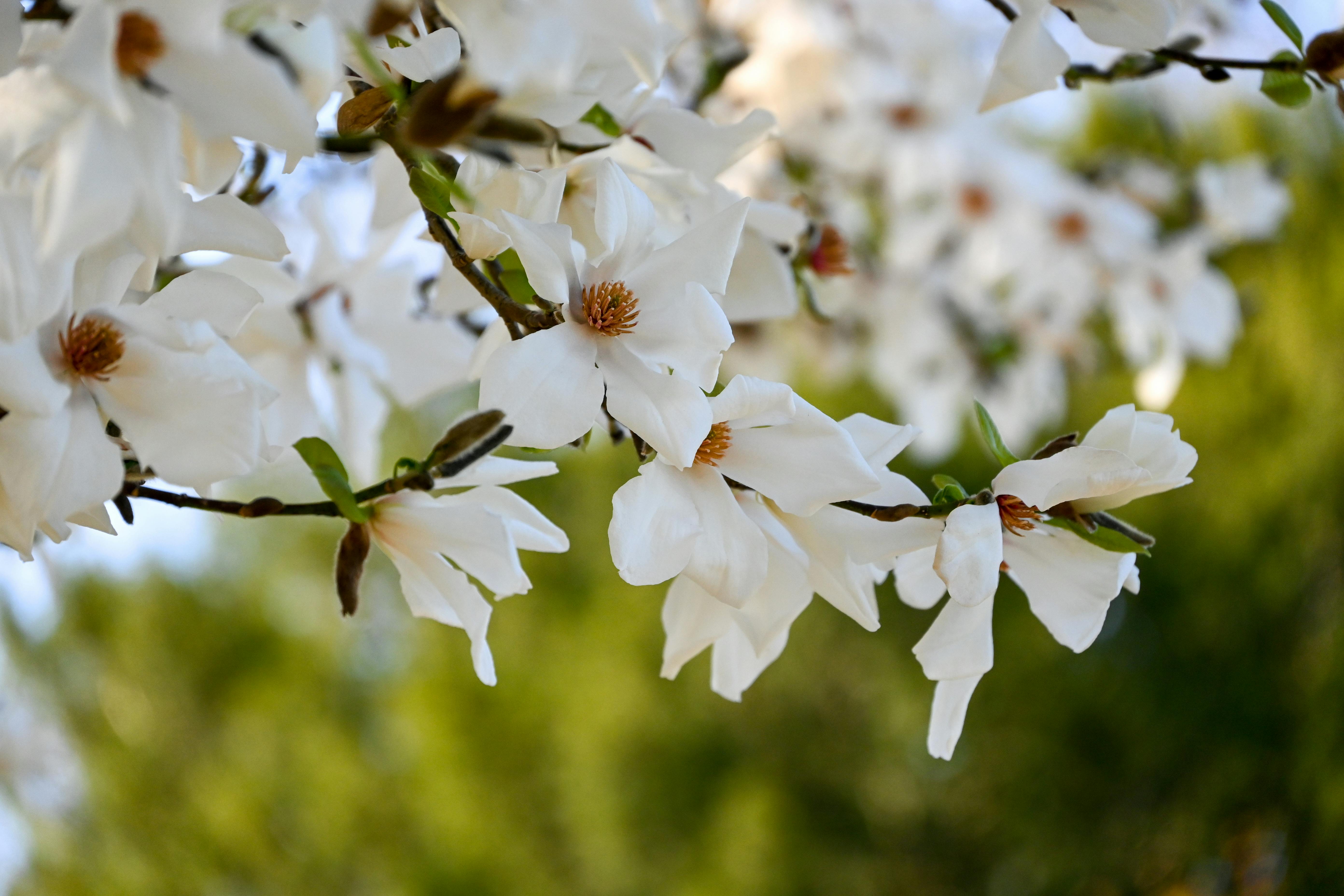 Magnolia’s AAA Hobbies To Close 2026 (Second Half). Iconic Hobby- Craft Emporium — Photo by Lorna Pauli on Pexels