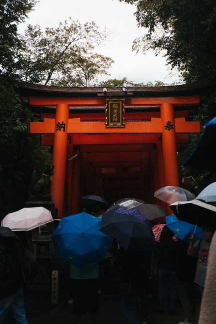 Colorful umbrellas in front of Fushimi Inari Shrine's iconic torii gates on a rainy day in Kyoto, Japan.