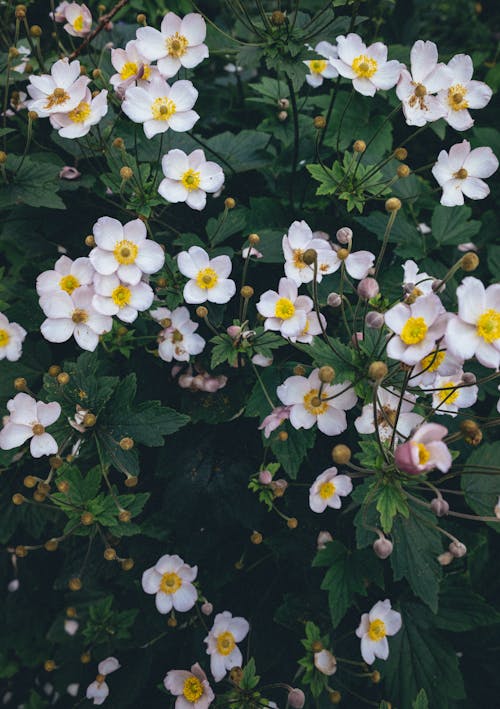 Бесплатное стоковое фото с белые цветы, весна, куст
