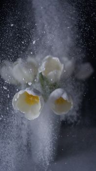 Close-up of white flowers with a dramatic water spray effect, creating an artistic and moody atmosphere.