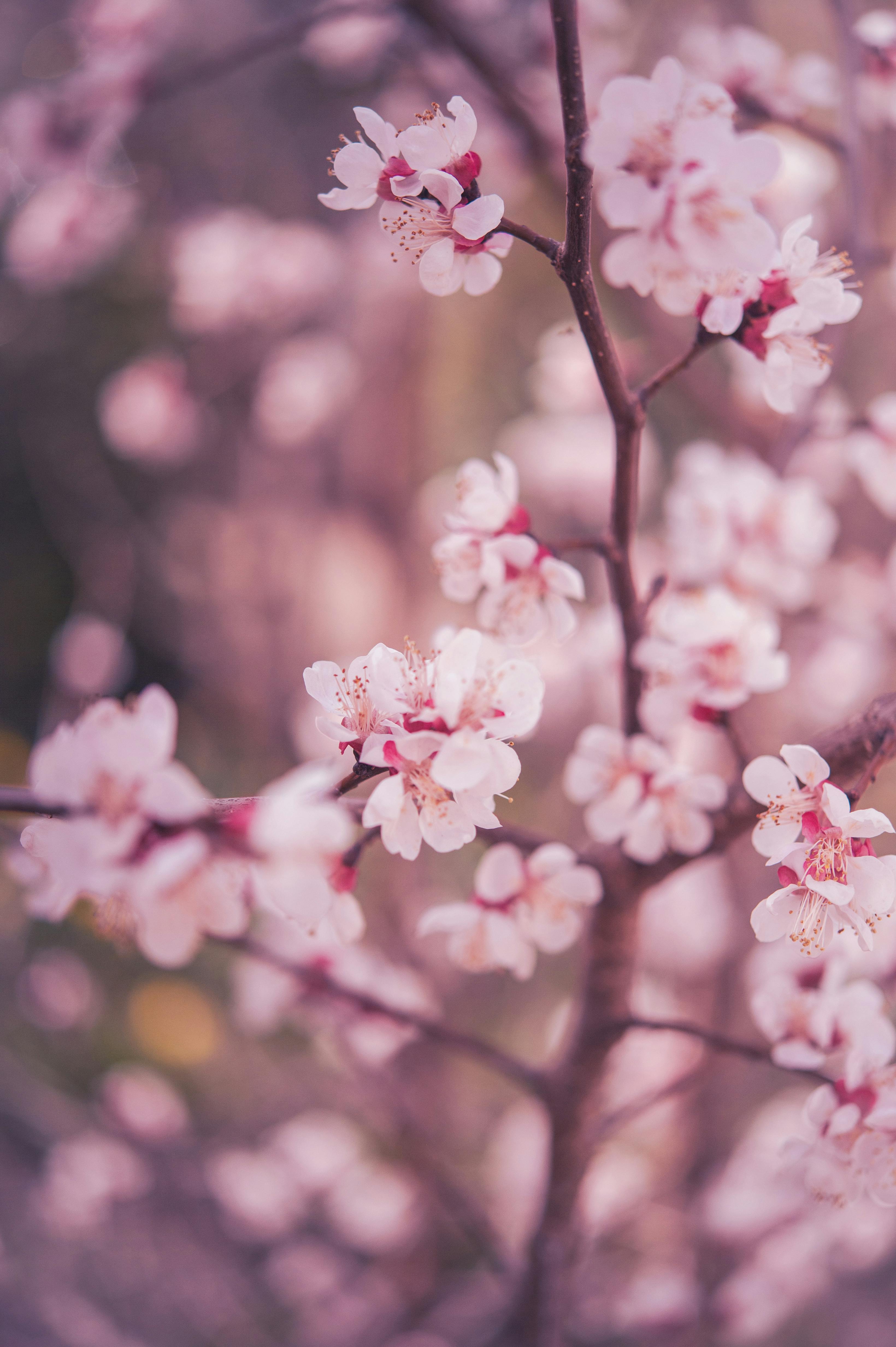 Beautiful cherry blossoms in full bloom, capturing the essence of spring with soft pastel tones.