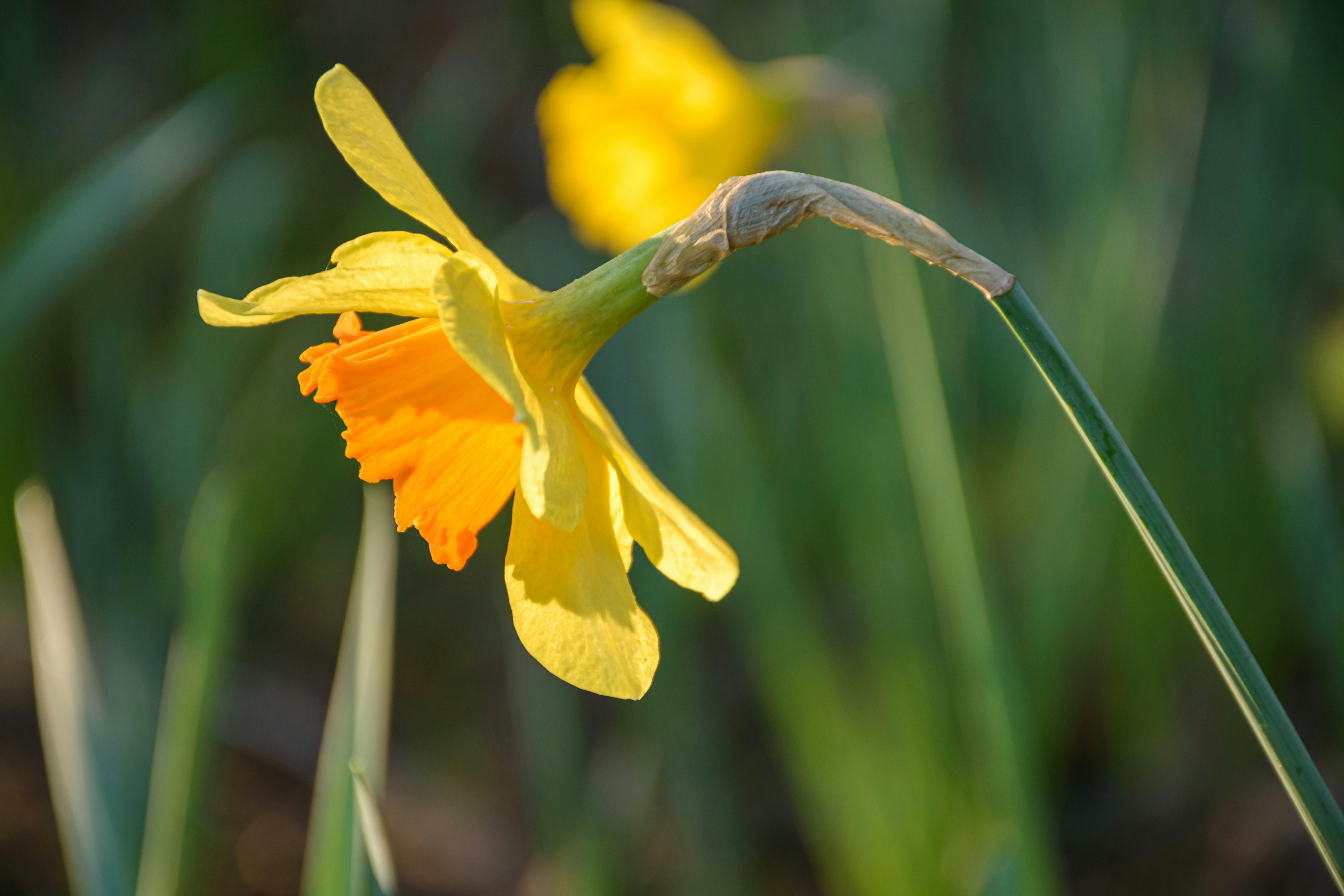Wild Daffodil Wood — Farndale Yorkshire England