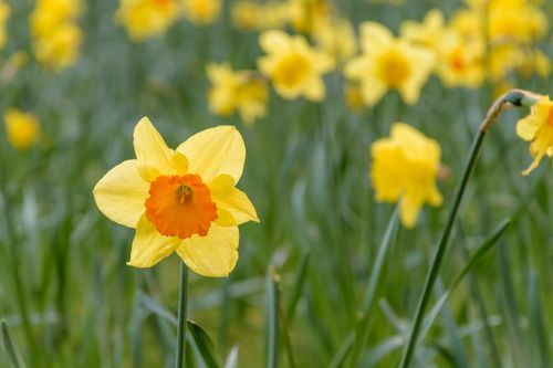 Free A bright yellow daffodil in a spring meadow, showcasing nature's beauty. Stock Photo